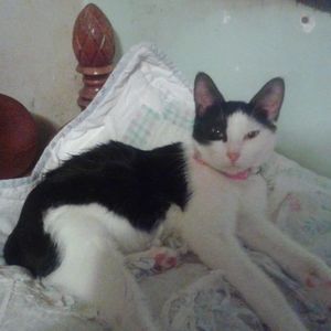 Meet your Posher, Cree